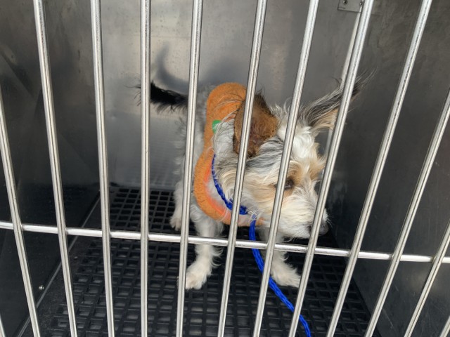 Dog A321715 at Chicago Animal Care and Control