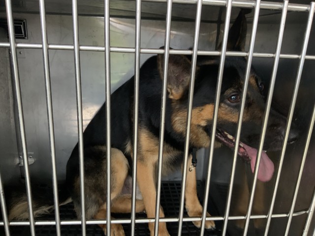 German Shepherd Dog at Chicago Animal Care and Control