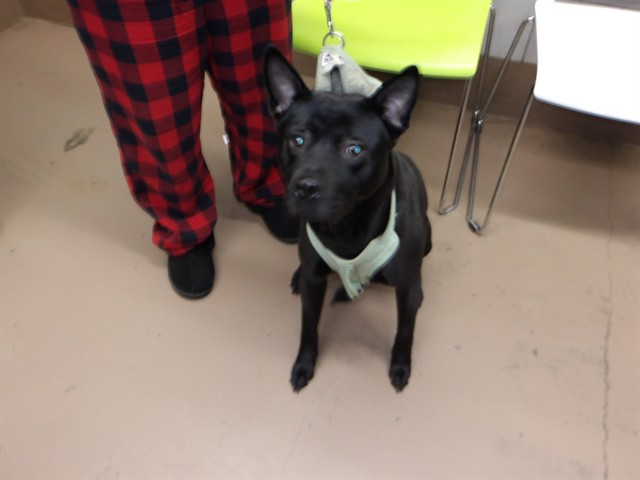 American Pit Bull Terrier at Chicago Animal Care and Control