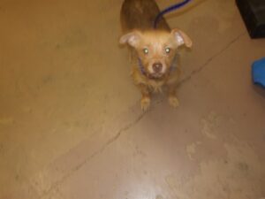 Olivia, adoptable Chihuahua at Chicago Animal Care and Control