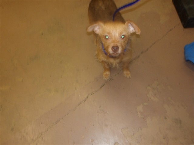 Olivia at Chicago Animal Care and Control