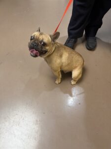 Magnus, adoptable Bulldog at Chicago Animal Care and Control