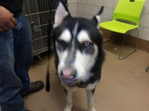 Leo, adoptable dog at Chicago Animal Care and Control