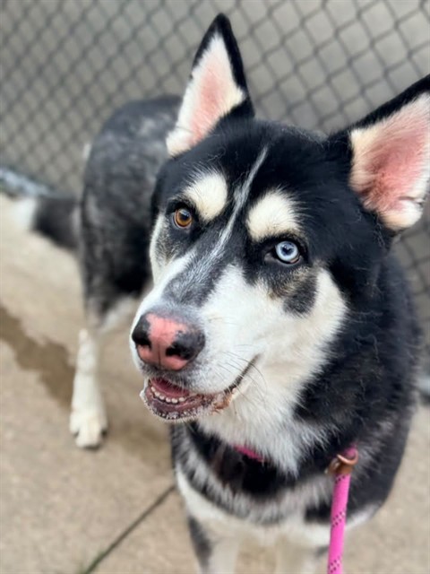 Gladiator, adoptable dog at Chicago Animal Care and Control