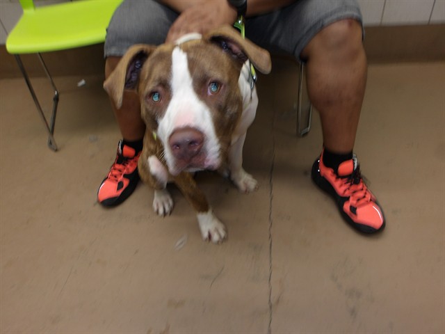 American Pit Bull Terrier at Chicago Animal Care and Control
