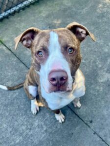 Linden, adoptable American Pit Bull Terrier at Chicago Animal Care and Control