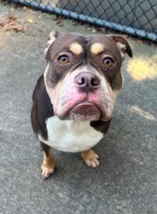 Juju, adoptable Bulldog at Chicago Animal Care and Control