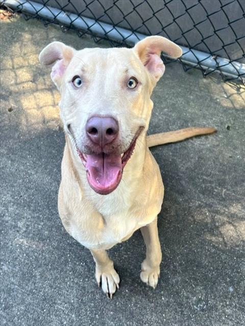 Livana, adoptable American Pit Bull Terrier at Chicago Animal Care and Control