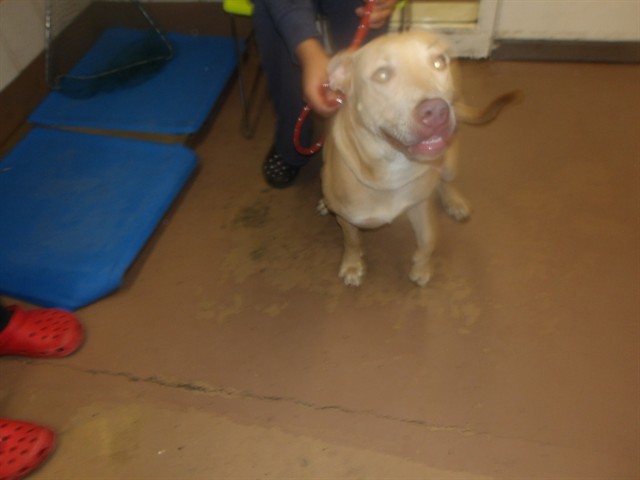 American Pit Bull Terrier at Chicago Animal Care and Control