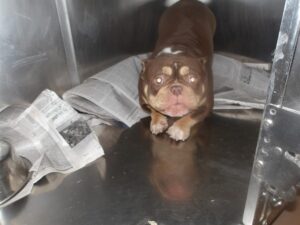 Glizzy, adoptable American Bulldog / Bulldog at Chicago Animal Care and Control