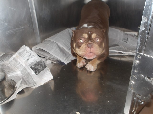 Glizzy at Chicago Animal Care and Control