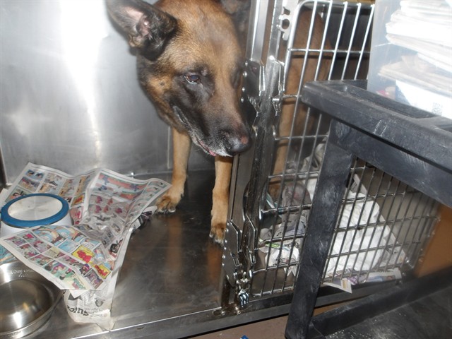 German Shepherd Dog at Chicago Animal Care and Control