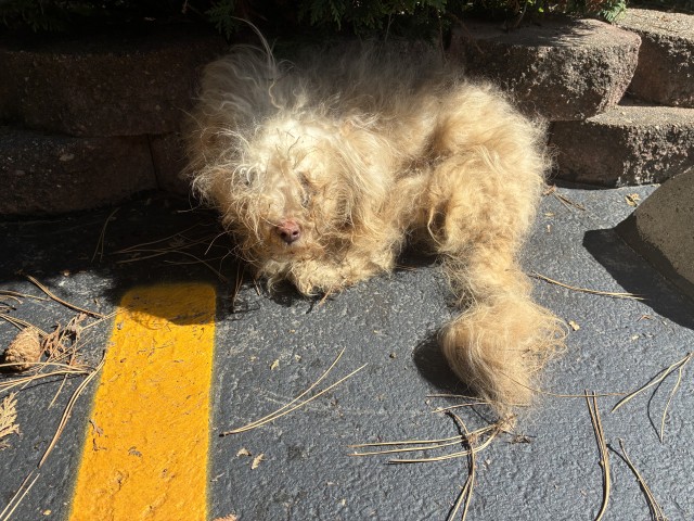 Teddy at Chicago Animal Care and Control