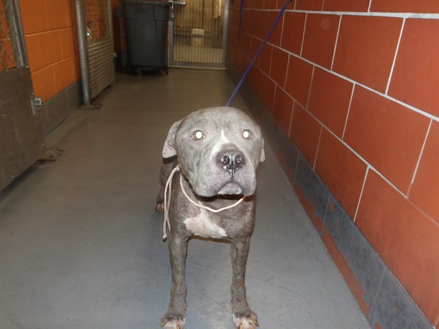 American Pit Bull Terrier at Chicago Animal Care and Control