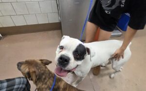 Ceos, adoptable American Pit Bull Terrier at Chicago Animal Care and Control