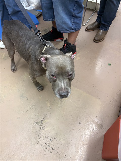 American Pit Bull Terrier at Chicago Animal Care and Control