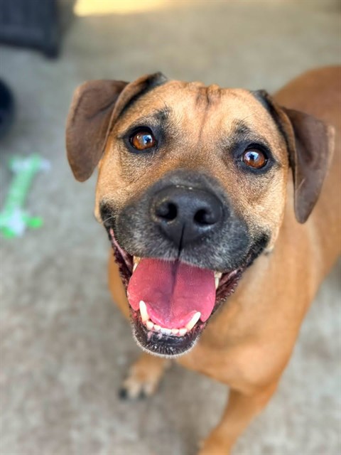 Viviana, adoptable American Pit Bull Terrier at Chicago Animal Care and Control