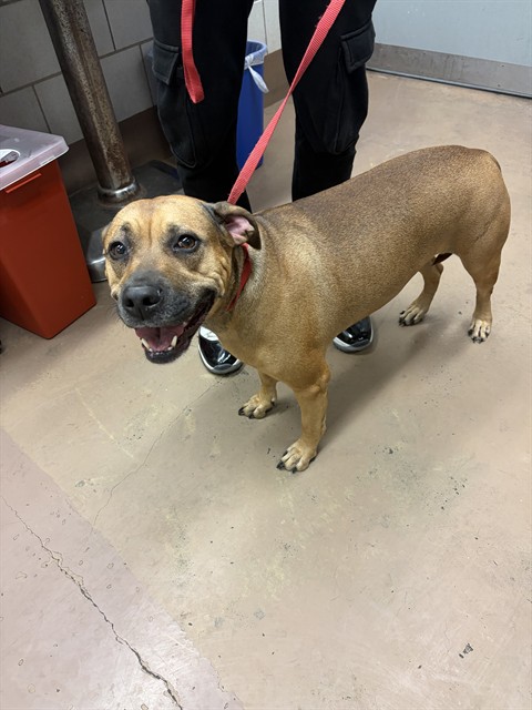 American Pit Bull Terrier at Chicago Animal Care and Control