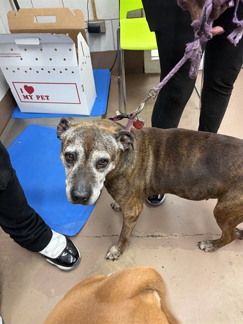 American Pit Bull Terrier at Chicago Animal Care and Control