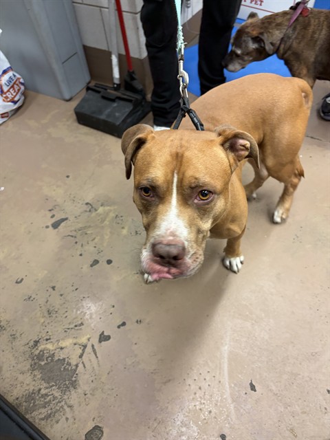 American Pit Bull Terrier at Chicago Animal Care and Control