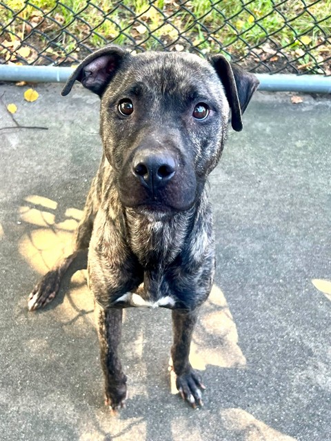Violette, adoptable American Pit Bull Terrier at Chicago Animal Care and Control