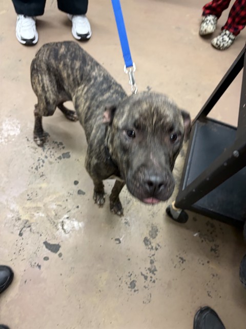 American Pit Bull Terrier at Chicago Animal Care and Control