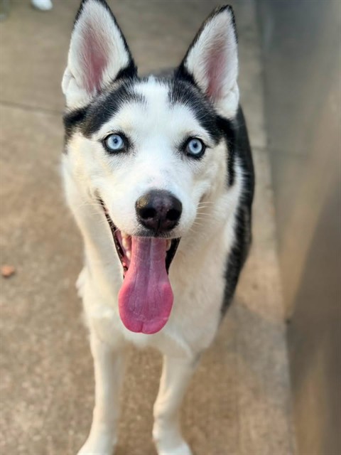 Nelsa, adoptable Siberian Husky at Chicago Animal Care and Control