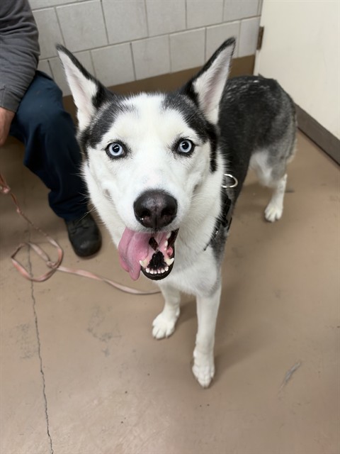Nala at Chicago Animal Care and Control