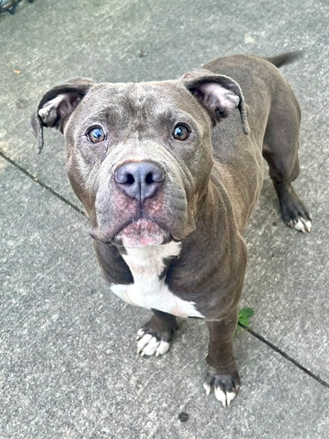 Oswin, adoptable American Pit Bull Terrier at Chicago Animal Care and Control