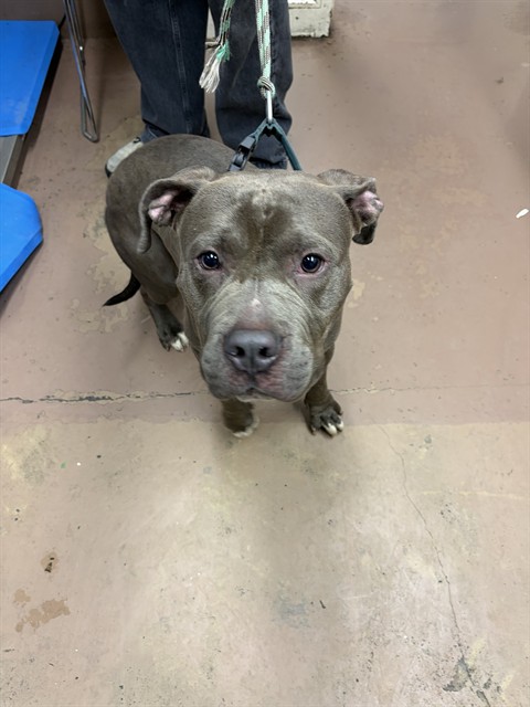 American Pit Bull Terrier at Chicago Animal Care and Control