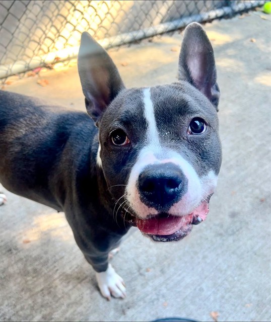 Desiree, adoptable American Pit Bull Terrier at Chicago Animal Care and Control