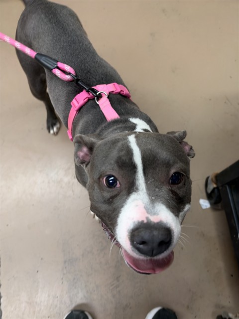 American Pit Bull Terrier at Chicago Animal Care and Control