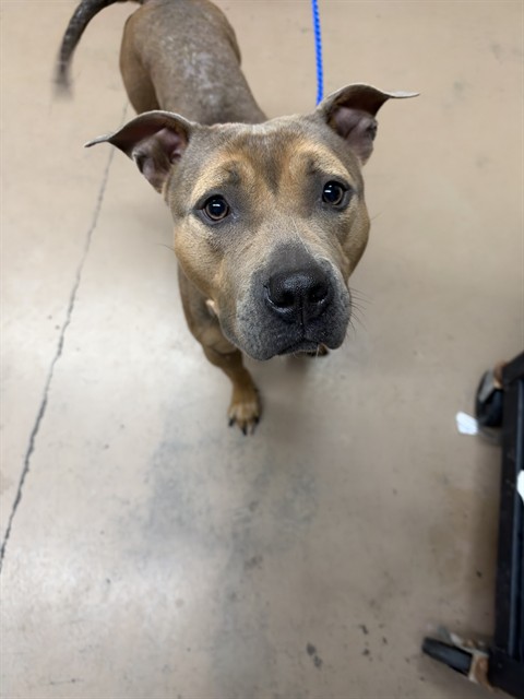 Elida at Chicago Animal Care and Control — photo 2