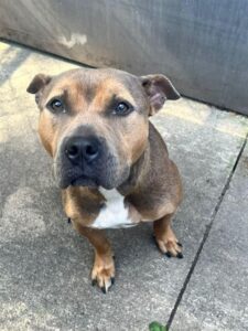 Elida, adoptable American Pit Bull Terrier at Chicago Animal Care and Control