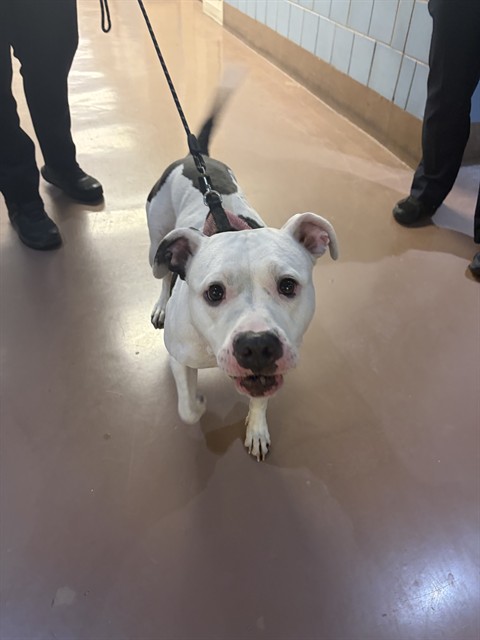 American Pit Bull Terrier at Chicago Animal Care and Control