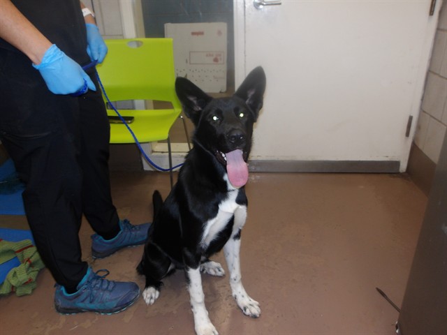 Border Collie at Chicago Animal Care and Control