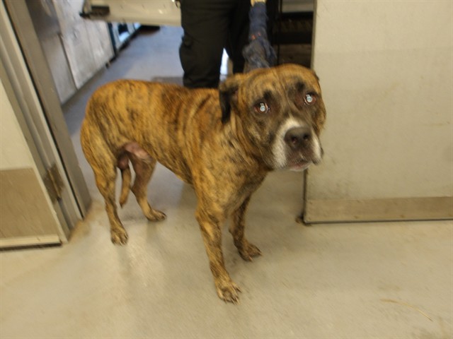 Cane Corso at Chicago Animal Care and Control
