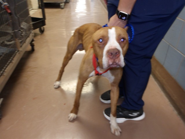 American Pit Bull Terrier at Chicago Animal Care and Control