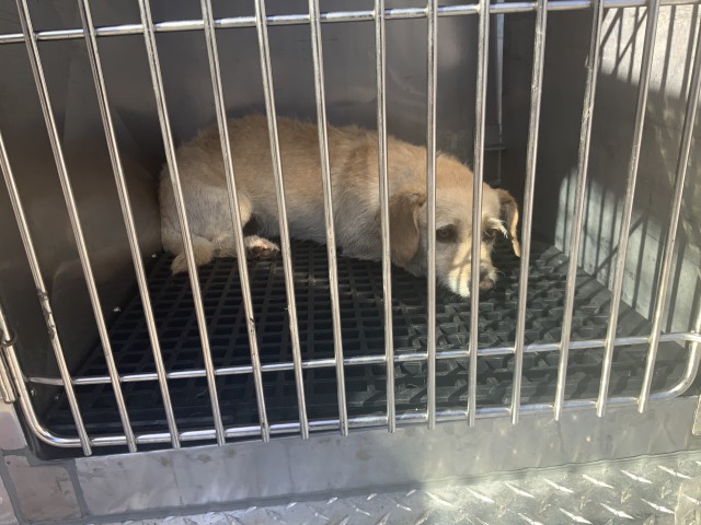 Dog A321849 at Chicago Animal Care and Control