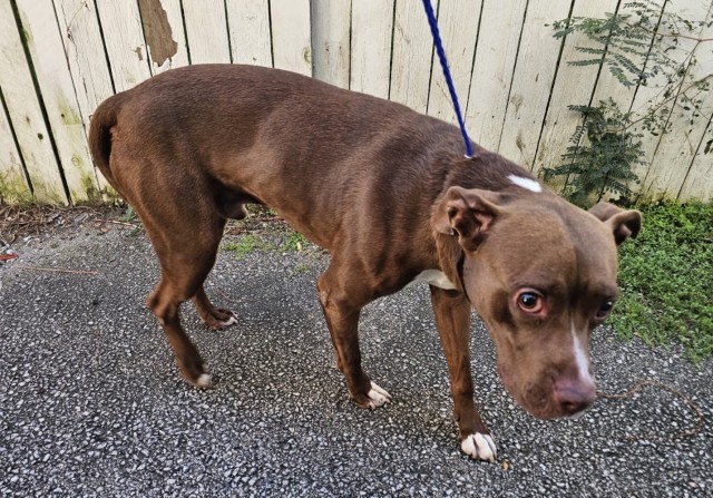 American Pit Bull Terrier / Bull Terrier / Labrador Retriever at Chicago Animal Care and Control