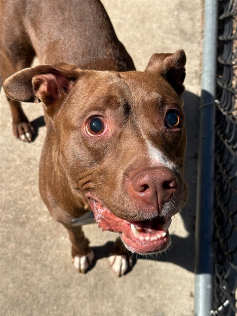 Puzzle, adoptable American Pit Bull Terrier / Bull Terrier / Labrador Retriever at Chicago Animal Care and Control