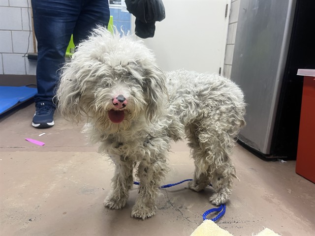 Poodle at Chicago Animal Care and Control