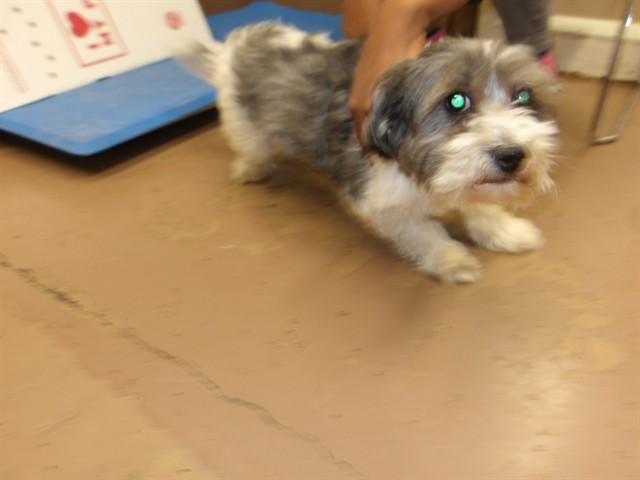 Shih Tzu at Chicago Animal Care and Control