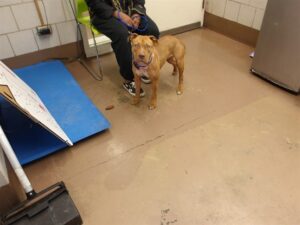 Red, adoptable American Pit Bull Terrier at Chicago Animal Care and Control