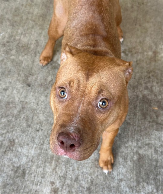 Garnet, adoptable American Pit Bull Terrier at Chicago Animal Care and Control