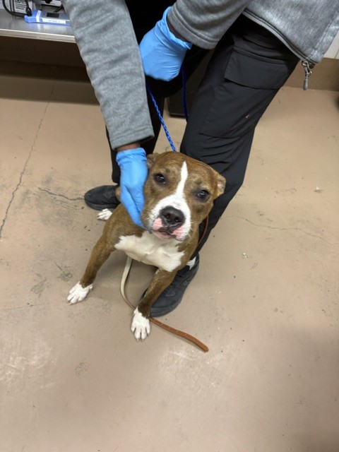 American Pit Bull Terrier at Chicago Animal Care and Control