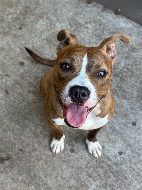 Slippers, adoptable American Pit Bull Terrier at Chicago Animal Care and Control