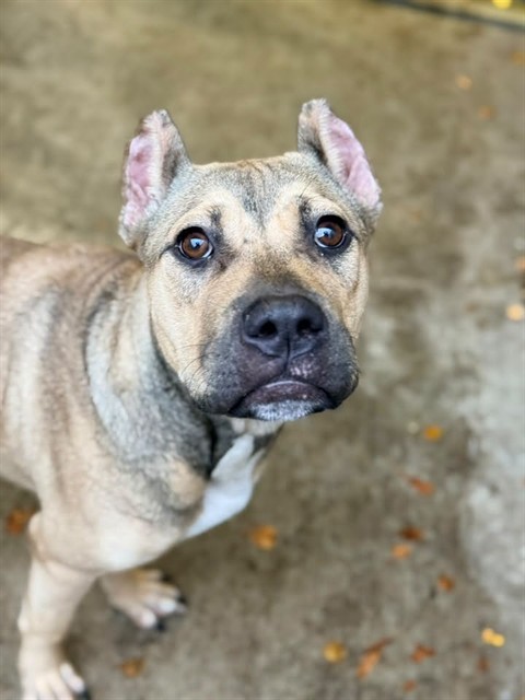 Zumba, adoptable American Pit Bull Terrier at Chicago Animal Care and Control