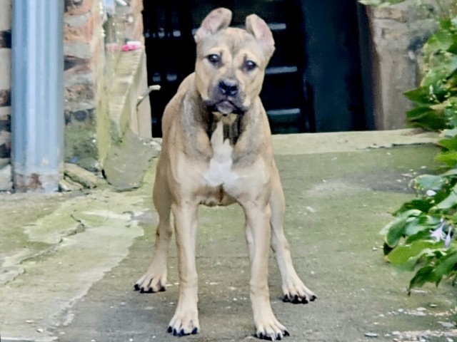 American Pit Bull Terrier at Chicago Animal Care and Control