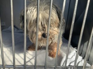 Bella, adoptable dog at Chicago Animal Care and Control